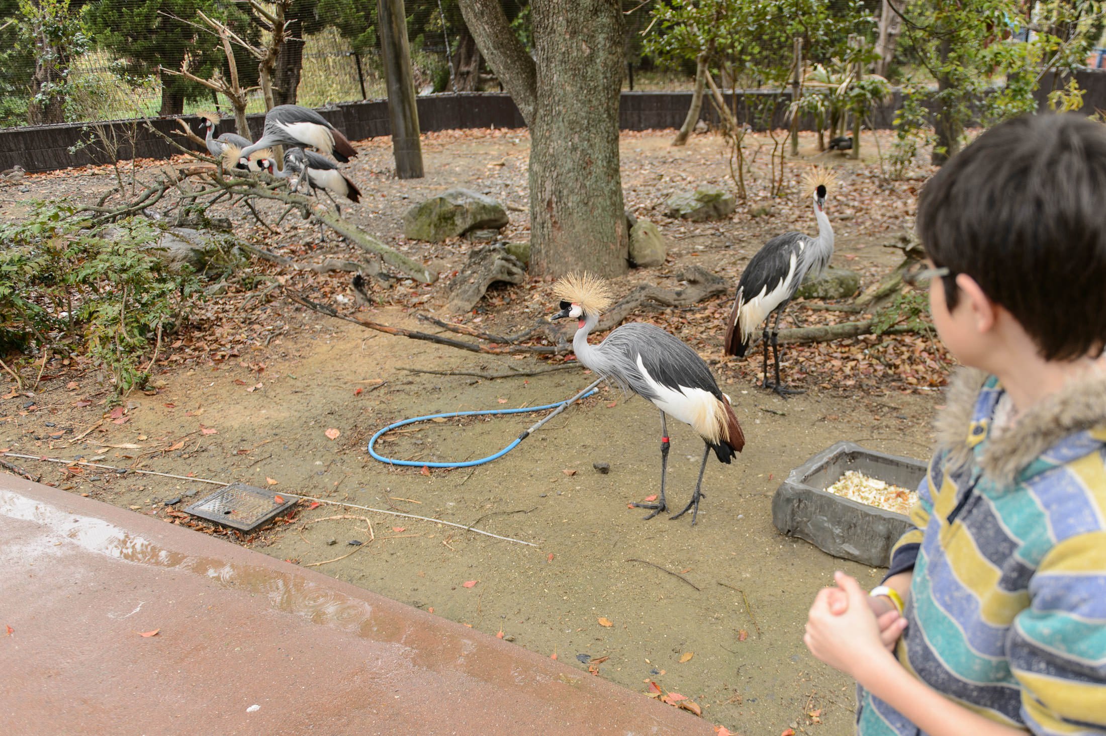 🏞️ 와카야마성 공원 동물원(와카야마조코엔도부츠엔) 이미지 5